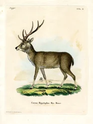 Javan Rusa (färgad gravyr)
