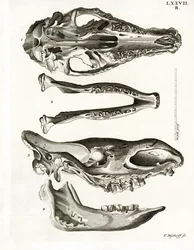 Käkben (färgad gravyr)
