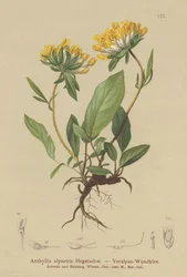 Njurvikcker (Anthyllis alpestris, Anthyllis vulneraria var. alpestris)