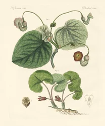 Typer av aristolochia-växter (färgad gravyr)