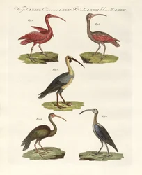 Typer av ibis (färgad gravyr)