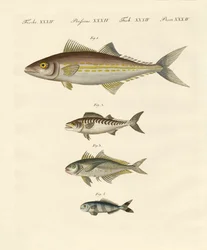 Typer av makrill