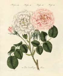 Typer av rosor (färgad gravyr)