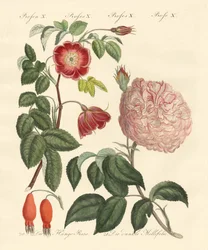 Typer av rosor