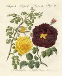 Typer av rosor