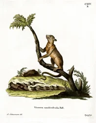 Kinkajou (färgad gravyr)
