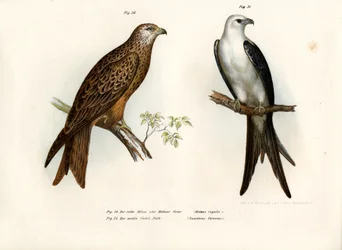 Drake, 1864