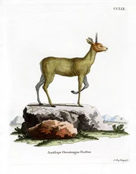 Klipspringer (färgad gravyr)