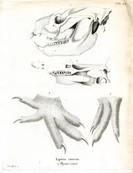Koala (färgad gravyr)