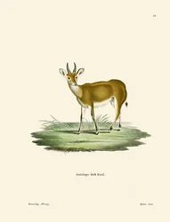 Kob (färgad gravyr)