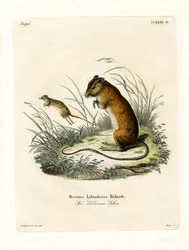 Labrador Jumping Mouse (färgad gravyr)