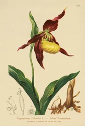 Ladys Slipper (Cypripedium Calceolus)