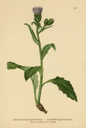 Storbladig sörja (Saussurea macrophylla, Saussurea alpina ssp. macrophylla)