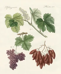 Stora och små russin