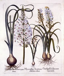 Late Hyacinth and Star-Of-Bethlehem, från Hortus Eystettensis, av Basil Besler (1561-1629), pub. 1613 (handfärgad gravyr)