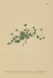 Lawn Pearlwort (Sagina glabra, Sagina repens)