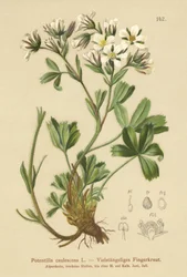 Lax Cinquefoil (Potentilla caulescens)