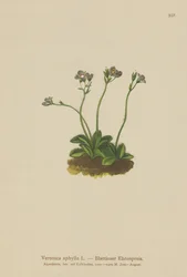 Speedwell med bladlös skaft (Veronica aphylla)