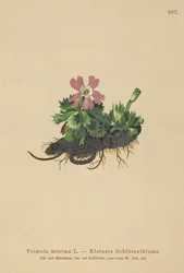 Minst Primrose (Primula minima, Auriculastrum primula, Primula veris)