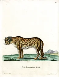 Leopard (färgad gravyr)