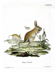 Mindre egyptisk Jerboa (färgad gravyr)