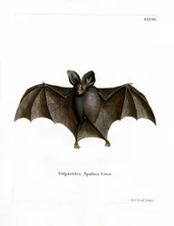 Lesser False Vampire Bat (färgad gravyr)