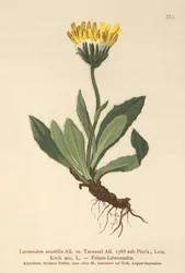 Lesser Hawkbit (Leontodon saxatilis, Leontodon Taraxaci)