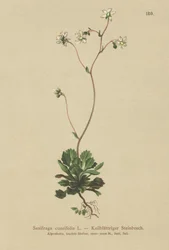 Lesser London pride (Saxifraga cuneifolia)