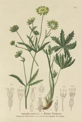 Lesser Masterwort (Astrantia minor)