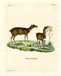 Lesser Mouse Deer (färgad gravyr)