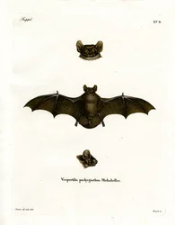 Lesser Noctule Bat (färgad gravyr)