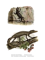 Lichtensteins kortfingrade gecko (färg litho)
