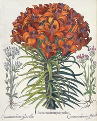 Lilja och bok: 1. Lilium bloody polyanthos; 2. Centaurium minus röd blomma; 3. Centaurium minus flore albo, från Hortus Eystettensis av Basil Besler (1561-1629), pub. 1613