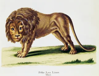 Lejon (Felis leo), från Däggdjur illustrerade från naturen med beskrivningar, av Johann Christian Daniel von Schreber (1739-1810), gravyr av H I Tisroff, volym 3, tabell 97-A, Tyskland