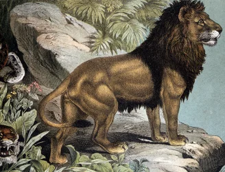 Lion - i "Natural History of Mammals", red. Schreiber, München