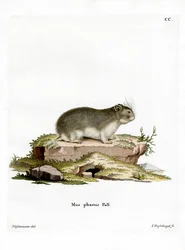 Lilla grå hamster (färgad gravyr)
