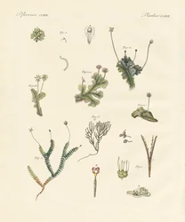 Levermos (färgad gravyr)
