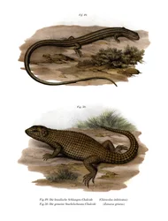Ödla (färg litho)