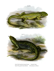 Ödla (färg litho)