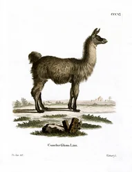 Lama (färgad gravyr)