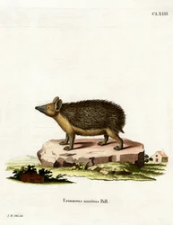 Långörad igelkott (färgad gravyr)