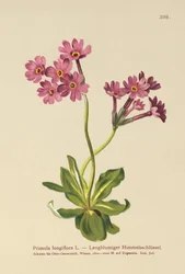 Långblommig primula (Primula longiflora)