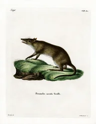 Long-nosed Bandicoot (färgad gravyr)