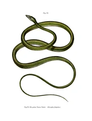 Långnosig trädorm (färg litho)