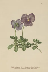 Långsporrad viol