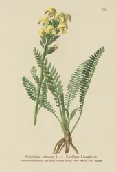 Långnäbbad gul lusseört (Pedicularis tuberosa)