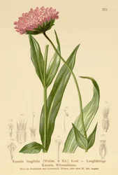 Långbladig änkeblomma (Knautia longifolia)
