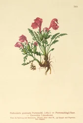 Lösört (Pedicularis geminata, Pedicularis Portenschlagii, Pedicularis pumila)