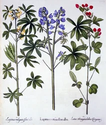 Lupiner och röd sparrisärta, från Hortus Eystettensis, av Basil Besler (1561-1629), pub. 1613 (handfärgad gravyr)