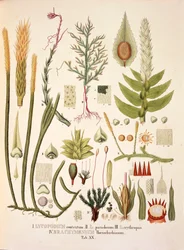 Lycopodium och Brachymenium, bord XX från 